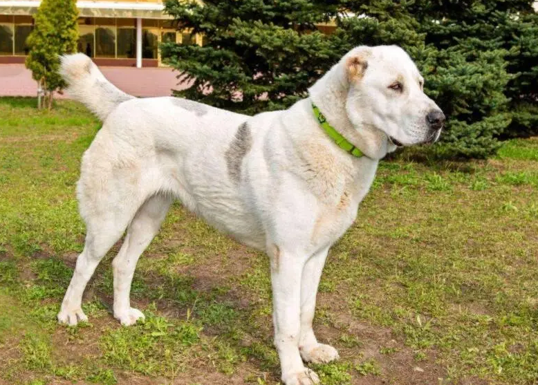 中亚牧羊犬优缺点有哪些（分享养过中亚牧羊犬的感受）