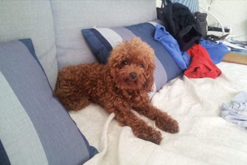 狗为什么和人睡在一起（狗狗通病：不睡狗窝喜欢和人睡）