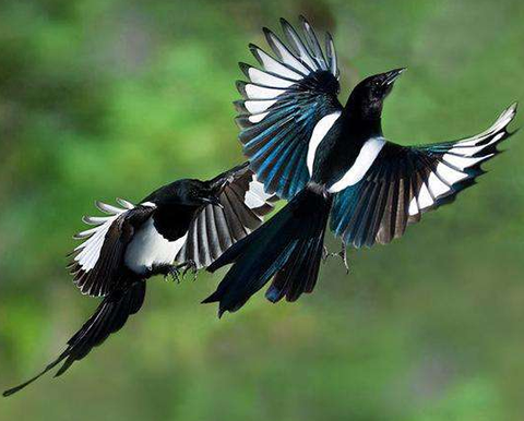 国家保护鸟类图片大全带鸟名（农村鸟的种类名称大全和图片）