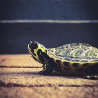 龟腐皮用什么药好得快