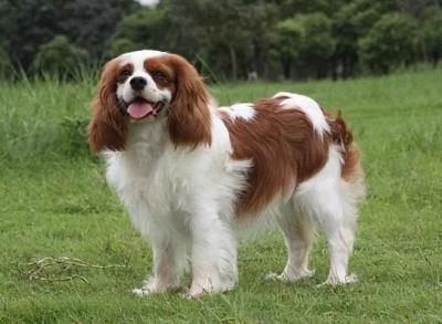 骑士查理王猎犬（查尔斯王骑士猎犬）