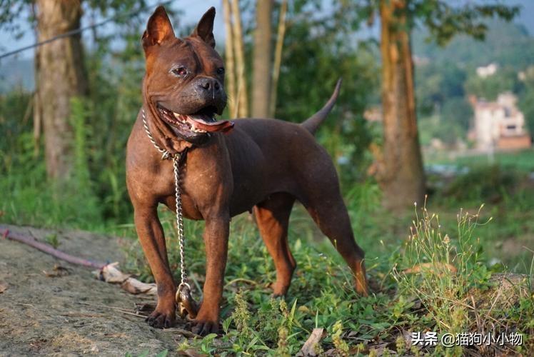 川东猎犬优点和缺点及图片（你知道川东猎犬纯种的标准吗）