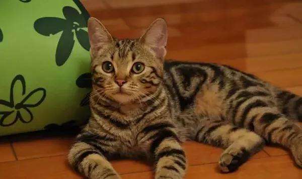 3色狸花猫是最稀有的品相（详解：狸花猫的3色品相）