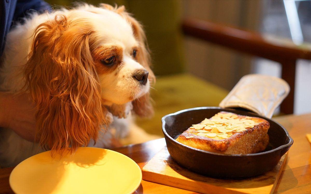 洋气冷门好听的狗名字大全（网上最火的狗的名字大全）