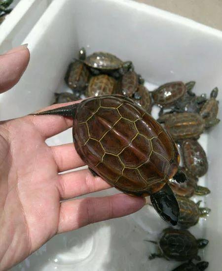 乌龟喜欢被放在手里吗