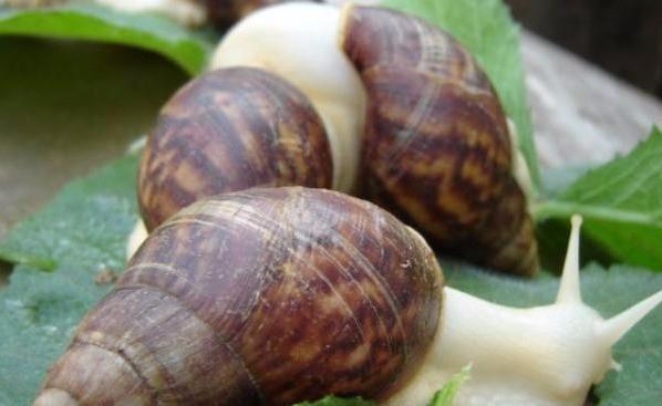 耐养便宜冷门小宠物（适合小学生党便宜好养的小型宠物）