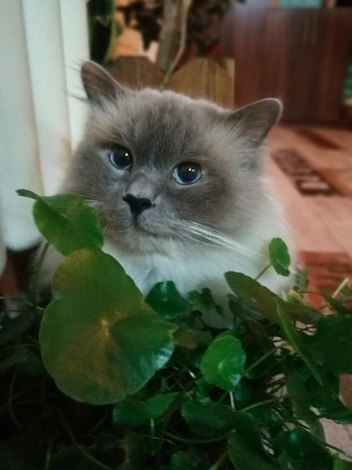 母猫不绝育会如何