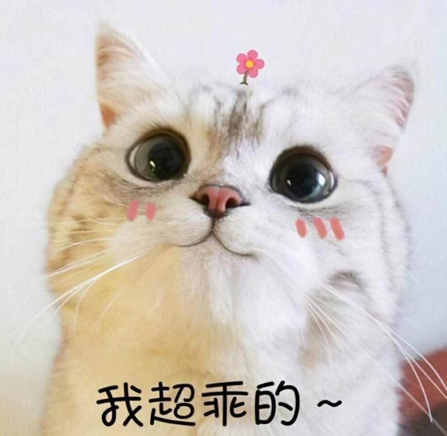 猫的寓意和象征(猫的寓意和象征意义是什么)