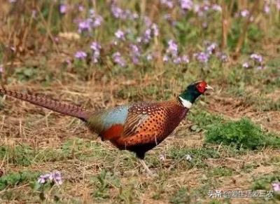 鹧鸪鸡养殖成本（几千元就能养的特种养殖有哪些）