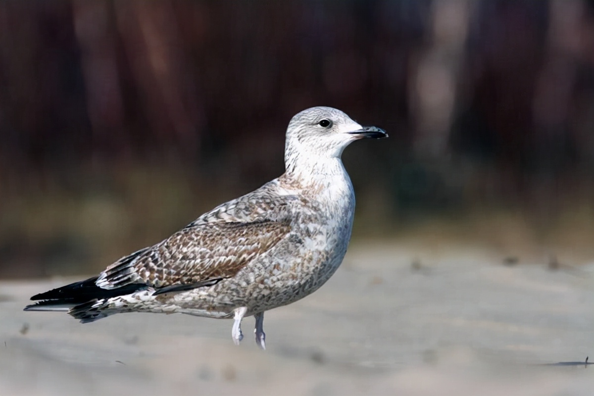 史上10种最恐怖的鸟（详解：世界上最危险可怕的鸟类）