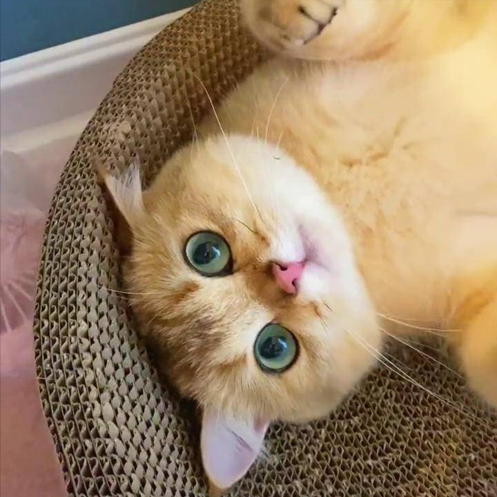 养金渐层猫的禁忌及图片（800块能买到正宗金渐层吗）