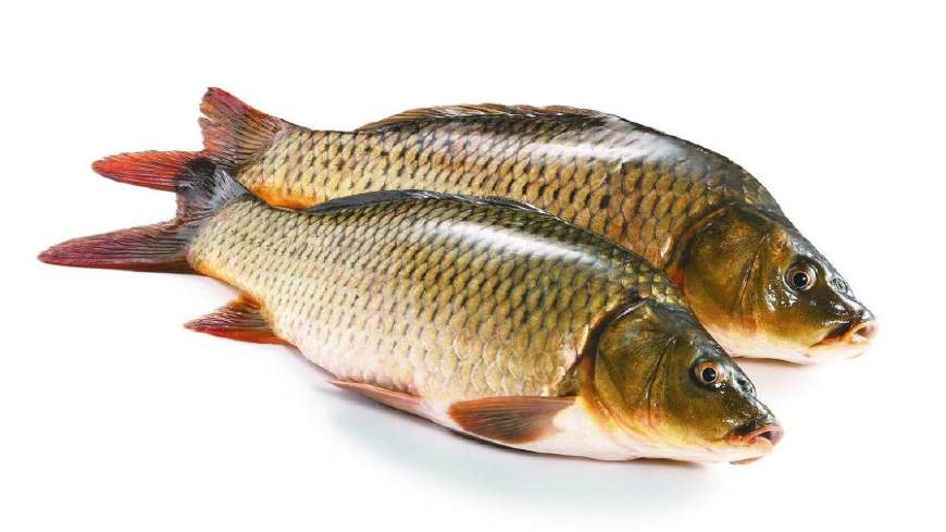 淡水鱼大全图片和名称常见（详解：河里常见的鱼有哪几种）