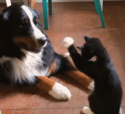 4个月公猫小口红出来了意思（3个月猫咪的小鸡突然出来是发育了吗）