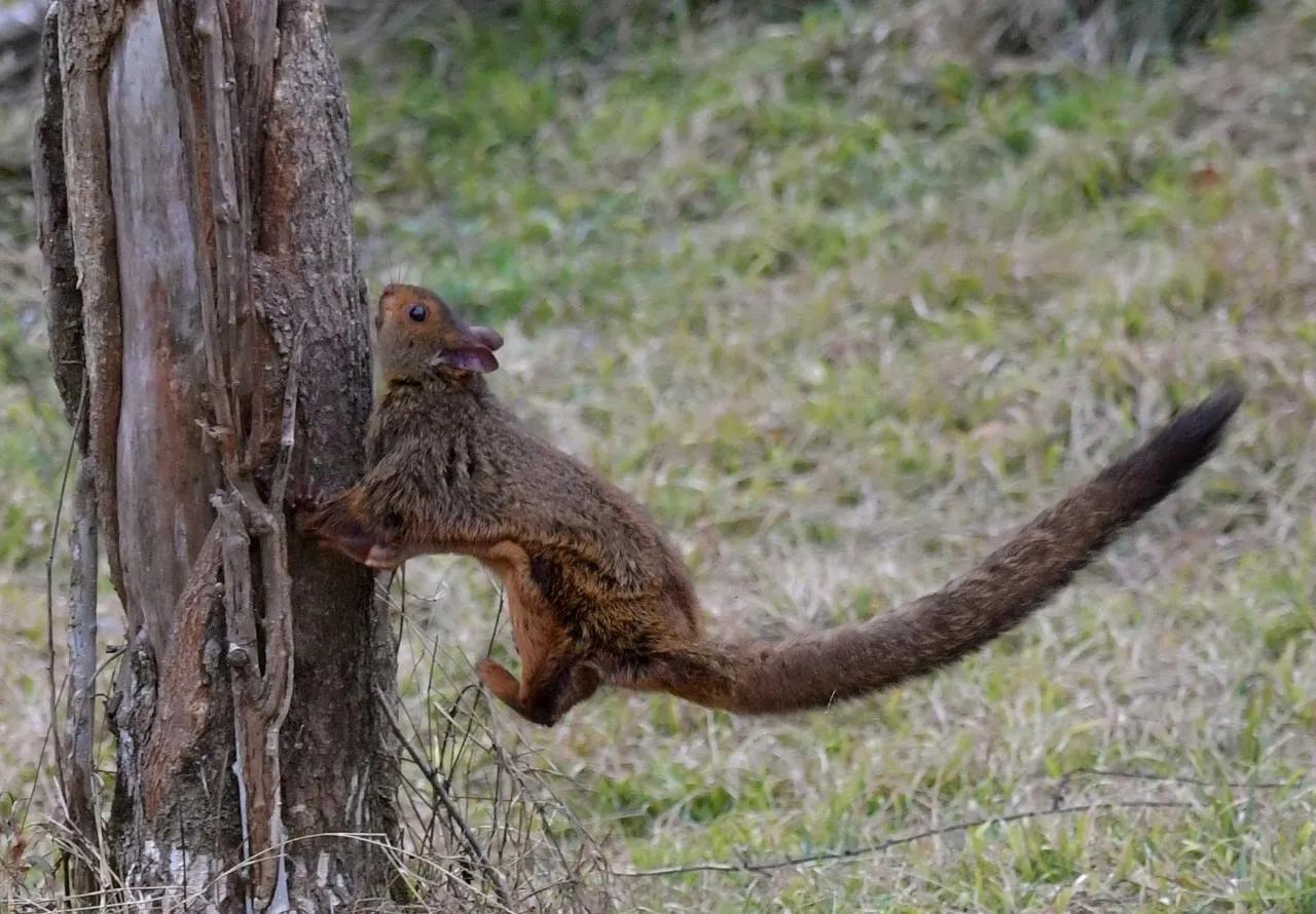 寒号鸟是种什么动物（寒号鸟是鼠类还是鸟类讲解）