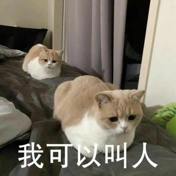 大脸猫图片卡通头像（最近很火的那个猫咪头像）
