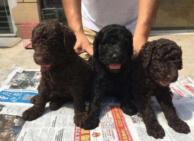 巨型贵宾犬价格（正宗贵宾犬几种图片欣赏）