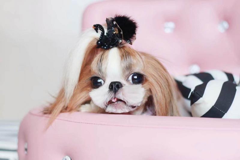 西施犬的图片大合集（详解：有几种颜色的西施犬）