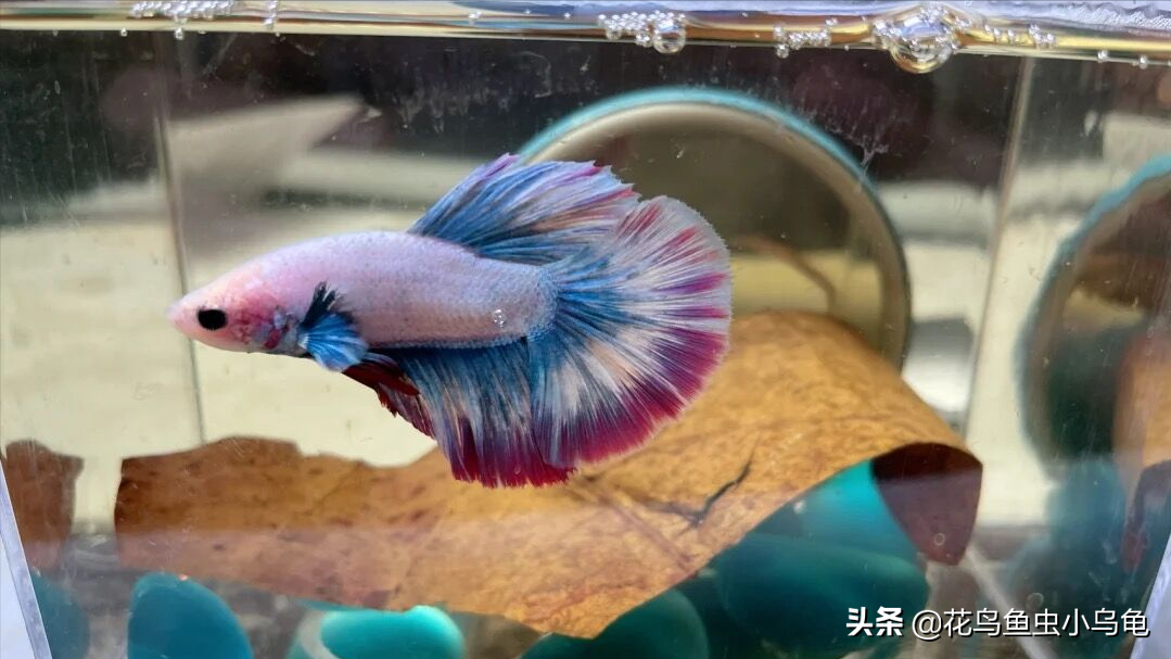 斗鱼怎么养才漂亮（详解：养斗鱼需要的技巧）