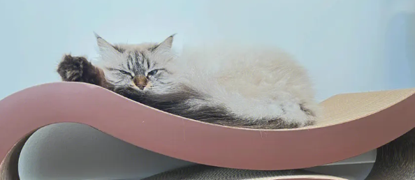 深夜防止猫叫的神器