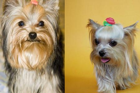 约克夏难养吗（附：约克夏喂养注意事项）