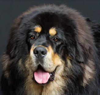 中华神犬藏獒的详细介绍