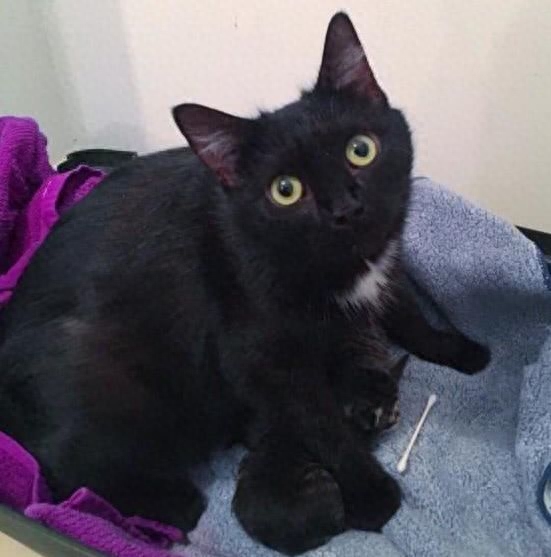 流浪猫上门产子是福是祸（附：养宠物是来陪伴自己的）