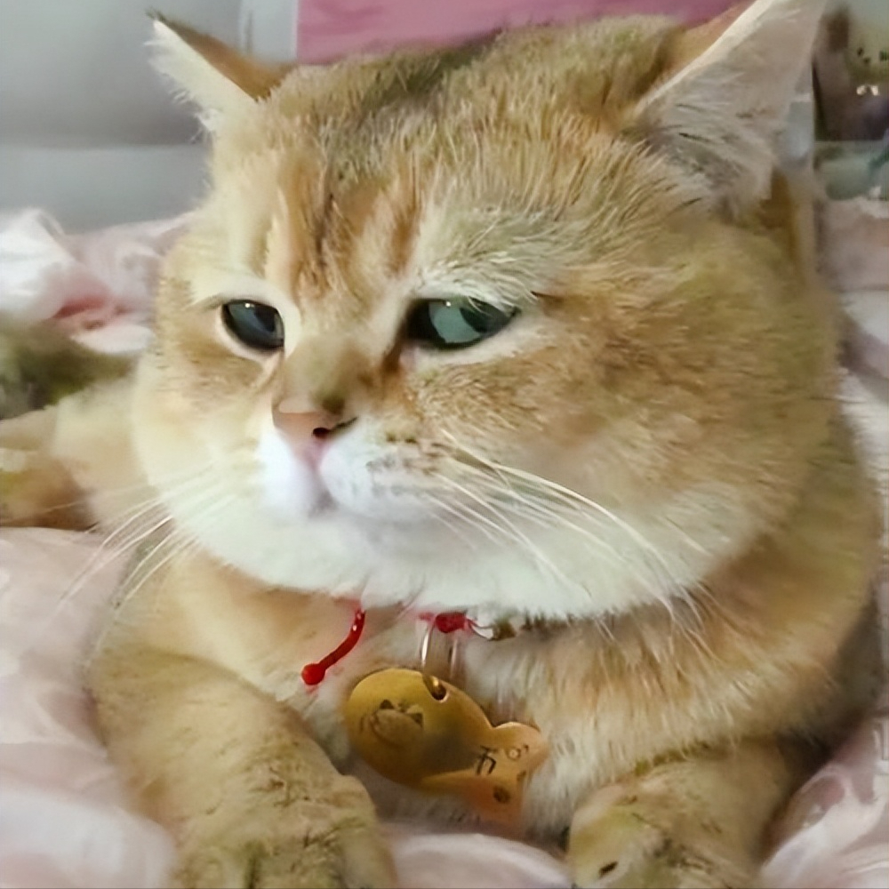 猫应激反应不吃不喝该怎么办吐黄水（猫的应激拒食多久能好）