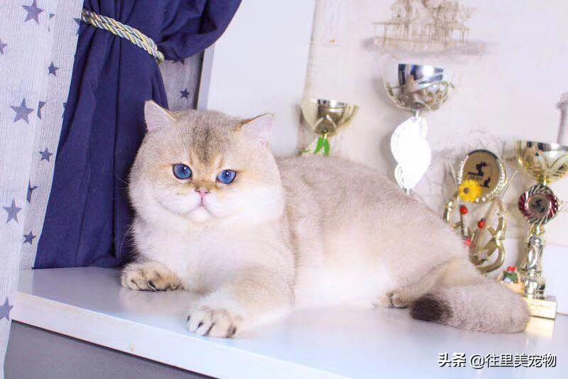 金点猫为什么不能买（金点猫一般在什么价位图片）