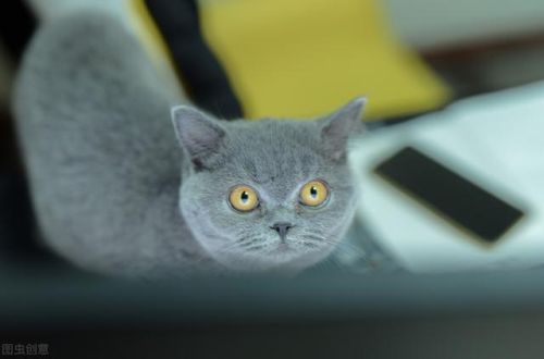 宠物去宠物店驱虫一次多少钱(附：驱虫要提前了解的3个要点)