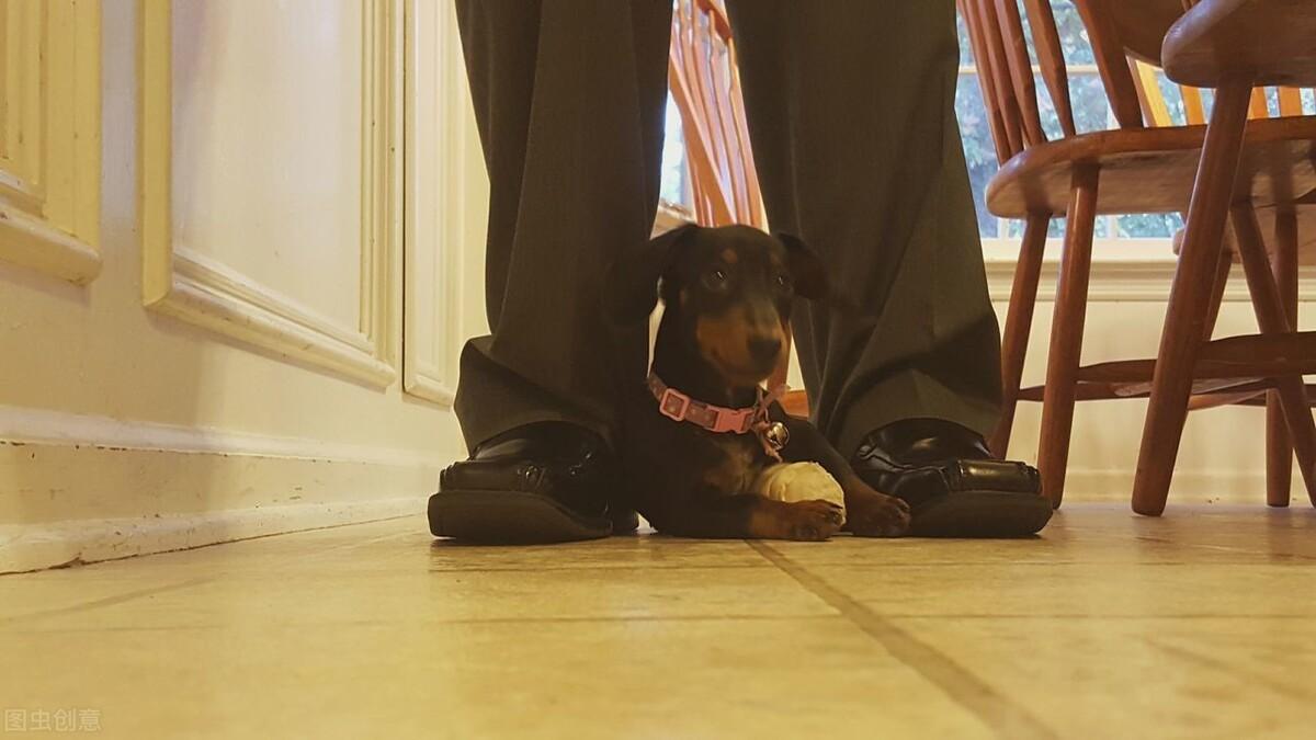 狗狗喜欢你的10种表现（让狗狗听话的最快方法你知道吗）