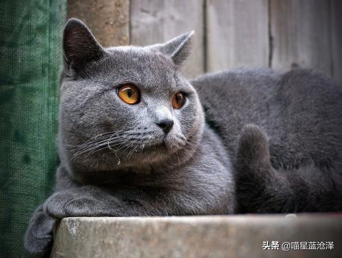 宠物长毛蓝猫多少钱一只啊（蓝猫短毛贵还是长毛贵含价格表）
