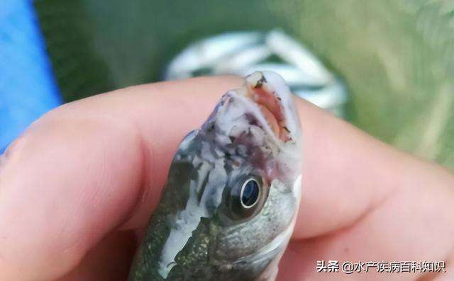 鱼嘴白色溃烂咋整