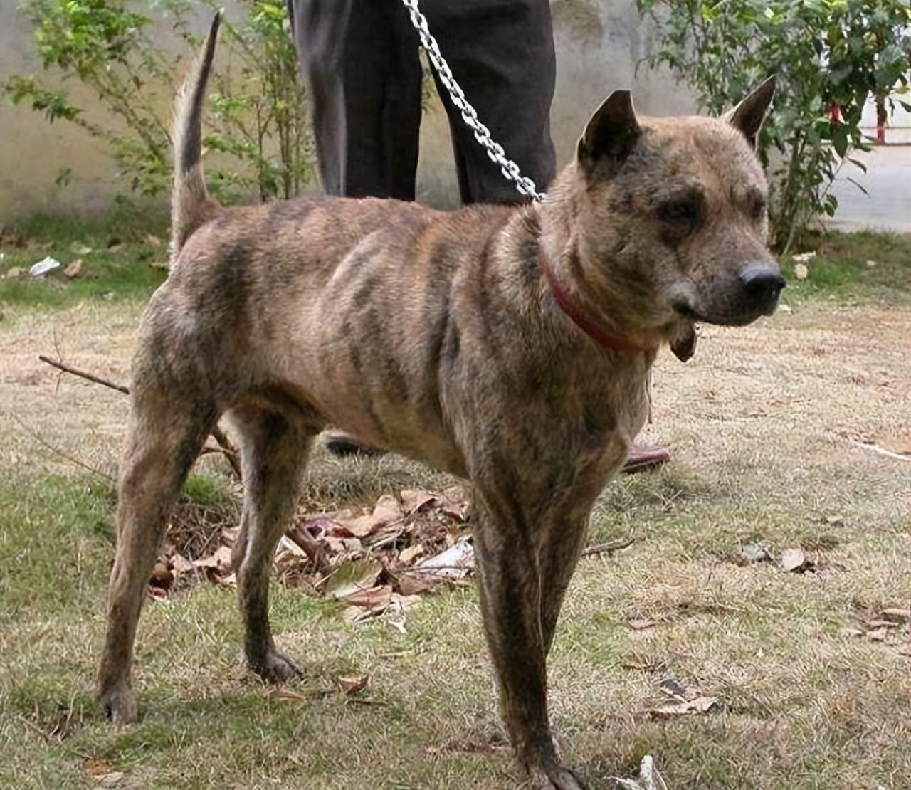 虎斑犬图片有吗（网友：虎斑犬养了就不想换狗了）