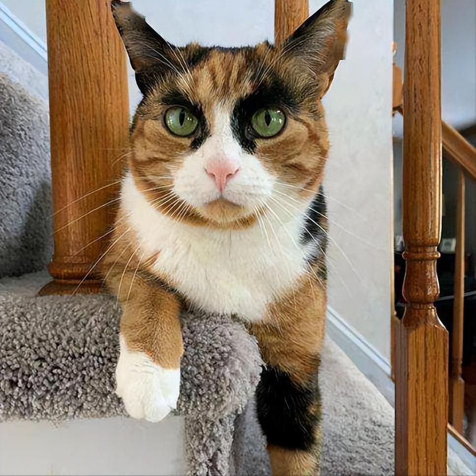 三花猫智商高吗（智商很高且通人性）