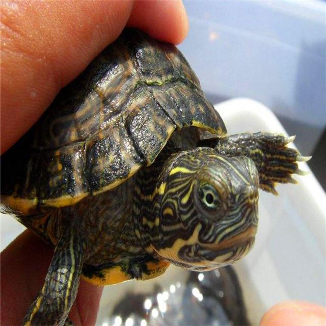 佛州甜甜圈龟真的好养吗（分享养甜甜圈龟的步骤）