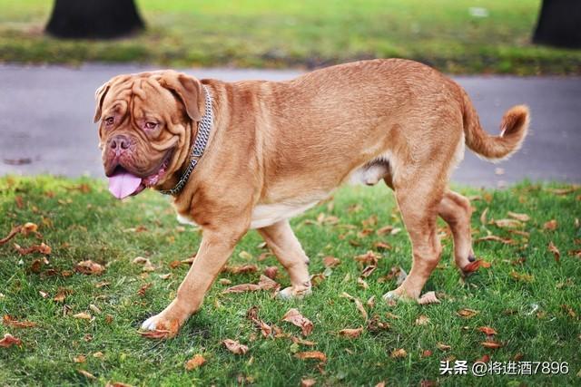 烈性犬是怎么分类的（烈性犬品种大全）