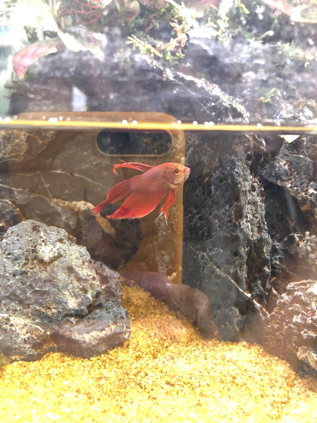 盘点9种适合新手养的鱼（家里适合养什么鱼）