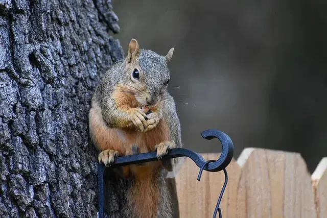 松鼠的生活习性（松鼠的生活特点是什么）