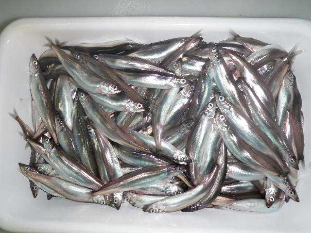 多春鱼是到底是什么鱼呢（附：多春鱼是淡水鱼还是海水鱼）