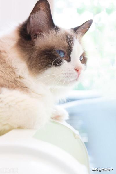 养布偶猫的好处和坏处