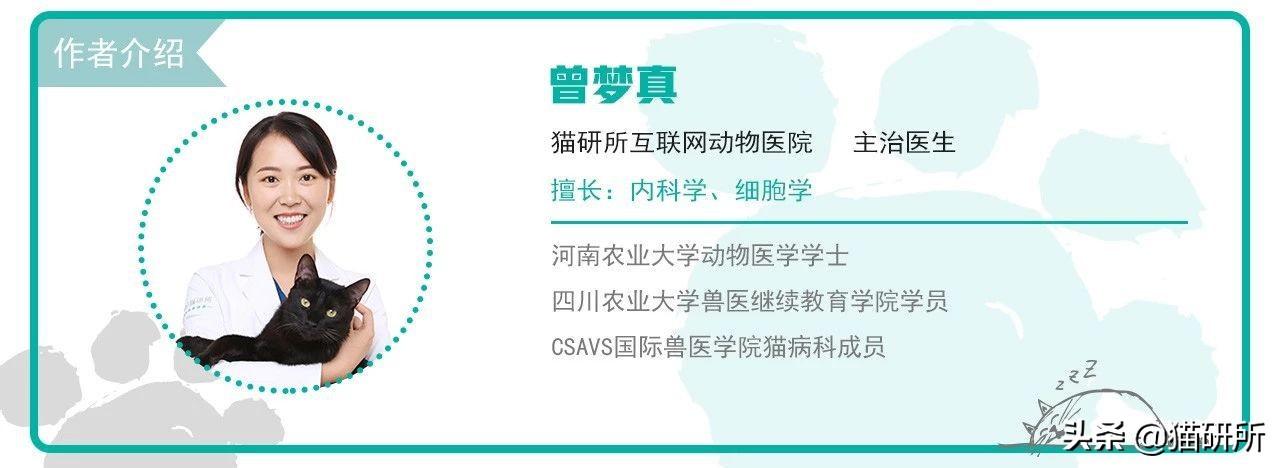 公猫隐睾可以活几年（猫咪隐睾手术最佳时间及预后和护理注意事项）
