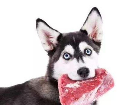 傻狗（正常狗狗与哈士奇的5个对比有多傻）