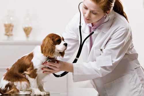 狗狗打得疫苗是什么名