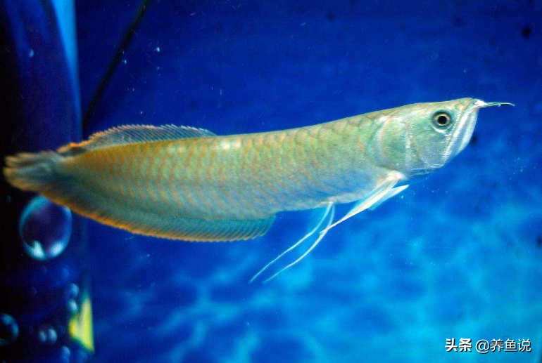 了解银龙鱼怎么养及喂养细节（详解：家里养银龙的忌讳）