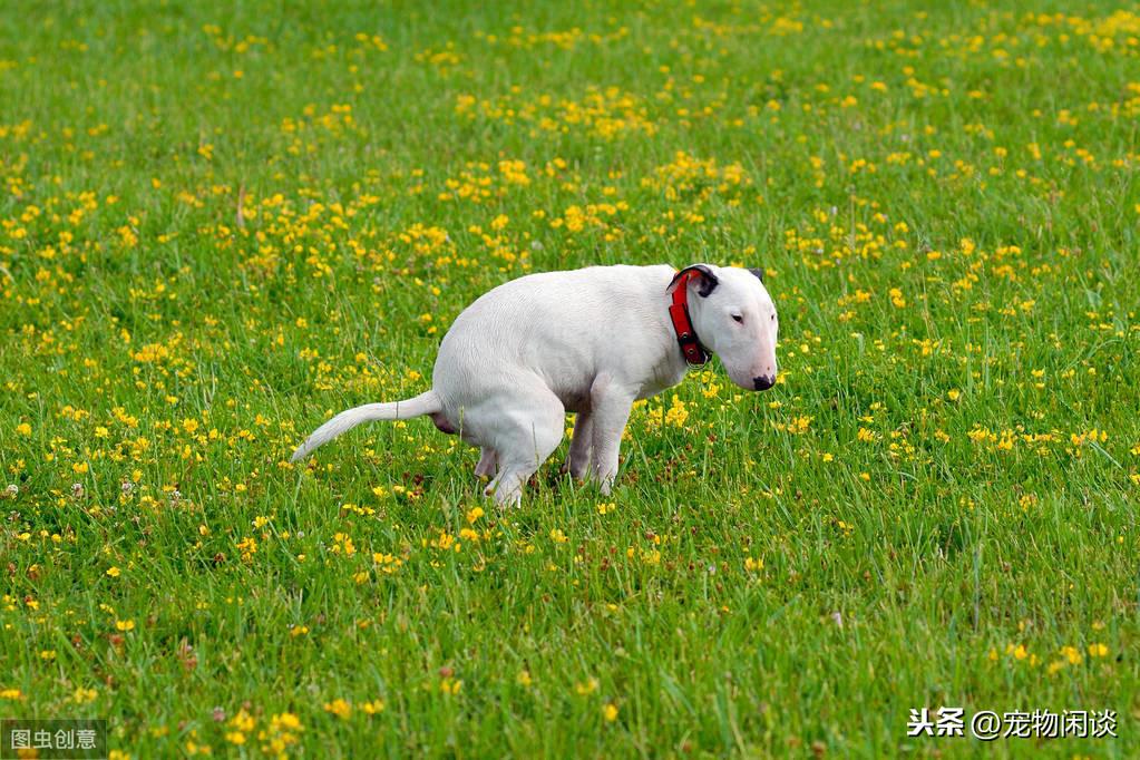 狗狗两天没有大便了吃喝正常（狗狗大便干硬拉不出来怎么办）