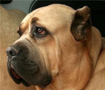 卡斯罗犬如何训练（了解训练卡斯罗犬简单的口令）