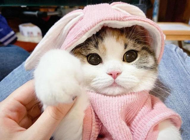 三花猫的优点和缺点(三花猫有什么特点好处)