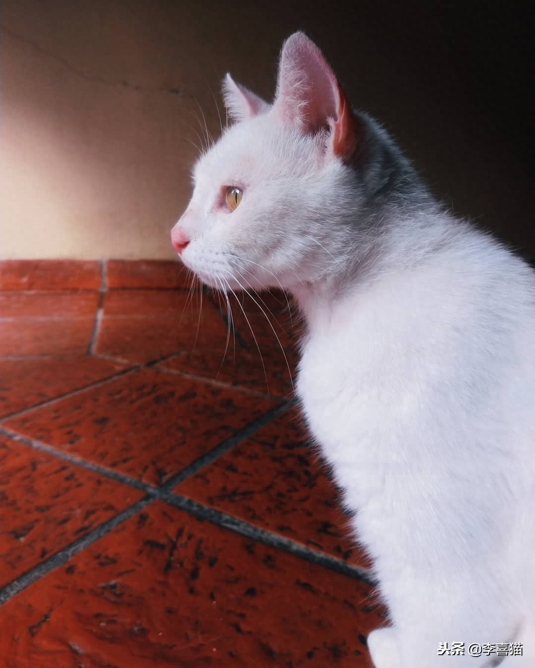 猫一直叫个不停咋办（附：幼猫喵喵叫通常是有需求的）