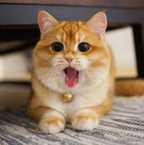 宠物长毛蓝猫多少钱一只啊（蓝猫短毛贵还是长毛贵含价格表）