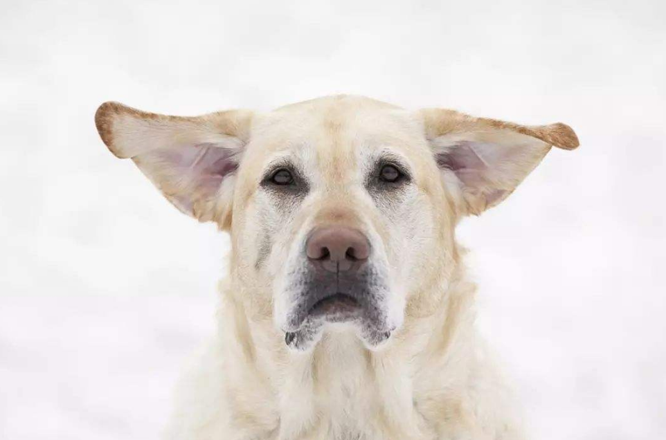 狗狗飞机耳什么意思图片